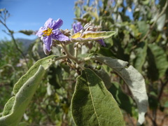 Solanum lanceolatum