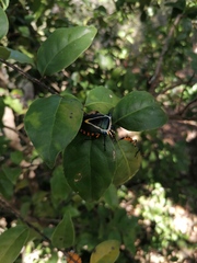 Ramosiana insignis