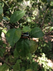 Ramosiana insignis