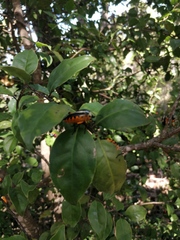 Ramosiana insignis