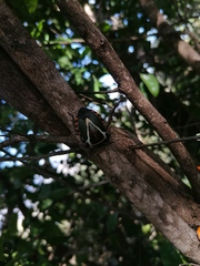 Ramosiana insignis