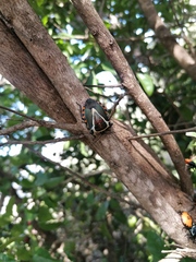 Ramosiana insignis