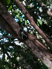Ramosiana insignis