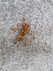 Eburodacrys fortunata