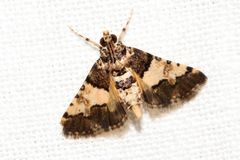 Nacoleia mesochlora