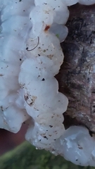 Myxarium nucleatum