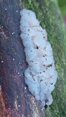 Myxarium nucleatum