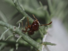 Pheidole bicarinata