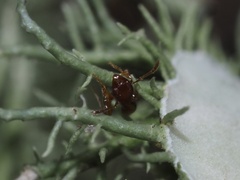 Pheidole bicarinata