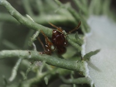 Pheidole bicarinata