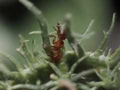 Pheidole bicarinata
