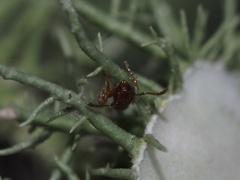 Pheidole bicarinata