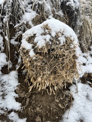 Astragalus tridactylicus