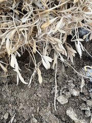 Astragalus tridactylicus