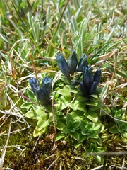 Gentiana glauca