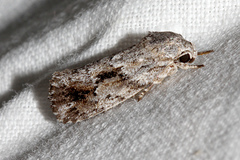 Agriophara confertella