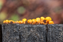 Dacrymyces capitatus