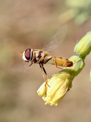 Simosyrphus grandicornis