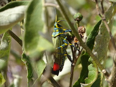 Chromacris colorata