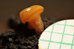 Dacrymyces capitatus