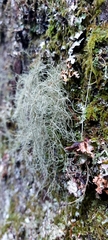 Usnea dasopoga