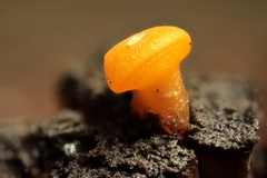 Dacrymyces capitatus
