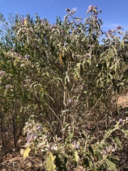 Solanum lanceolatum