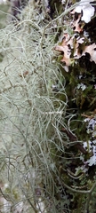 Usnea dasopoga