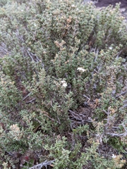 Frankeniaceae