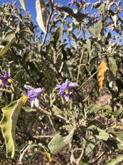 Solanum lanceolatum