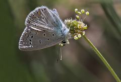 Polyommatus buzulmavi