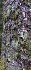 Usnea dasopoga