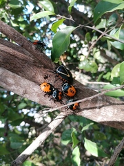 Ramosiana insignis