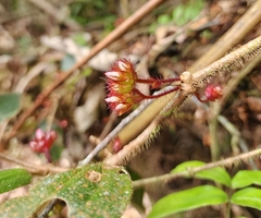 Miconia blepharodes
