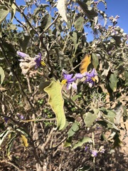 Solanum lanceolatum