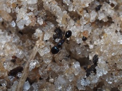 Pheidole metallescens