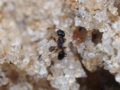 Pheidole metallescens