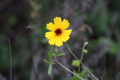 Thelesperma filifolium