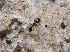 Pheidole metallescens