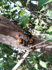 Ramosiana insignis