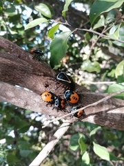 Ramosiana insignis