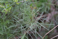 Thelesperma filifolium