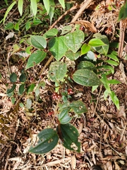 Miconia blepharodes