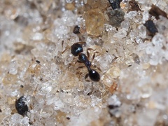 Pheidole metallescens