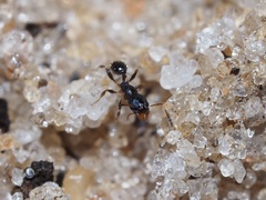 Pheidole metallescens