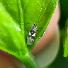 Oxycarenus luctuosus