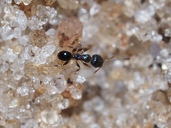 Pheidole metallescens