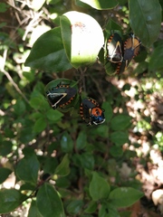 Ramosiana insignis