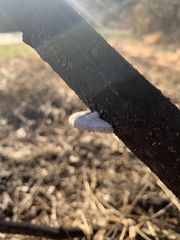 Schizophyllum commune