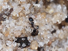 Pheidole metallescens